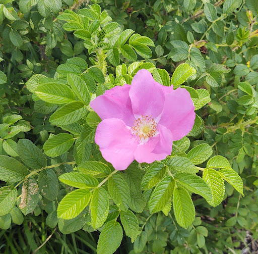 Park «St Clair Shores Park», reviews and photos, 20000 Stephens, St Clair Shores, MI 48080, USA