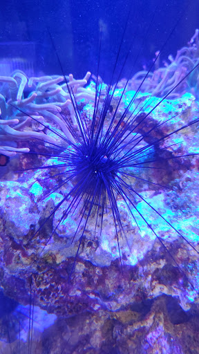 Tropical Fish Store «Salty Fish Aquariums», reviews and photos, 5535 Brewster St, San Antonio, TX 78233, USA