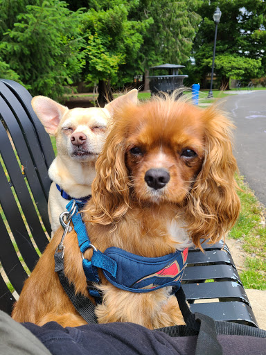 Park «Evelyn M. Schiffler Memorial Park», reviews and photos, SW Erickson Ave, Beaverton, OR 97005, USA