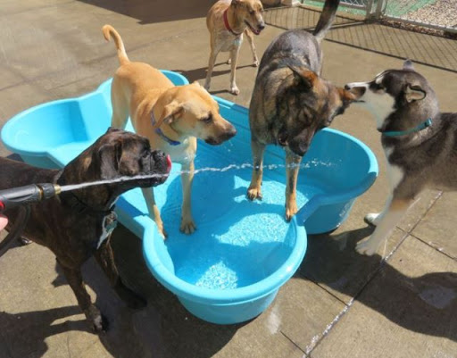 Dog Day Care Center «Pet Me Scratch Me», reviews and photos, 2551 E Main St, Onalaska, WI 54650, USA