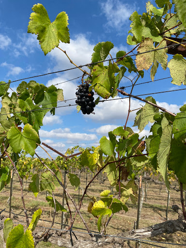 Winery «Texas SouthWind Vineyard & Winery, LLC», reviews and photos, 16375 US-183, Refugio, TX 78377, USA