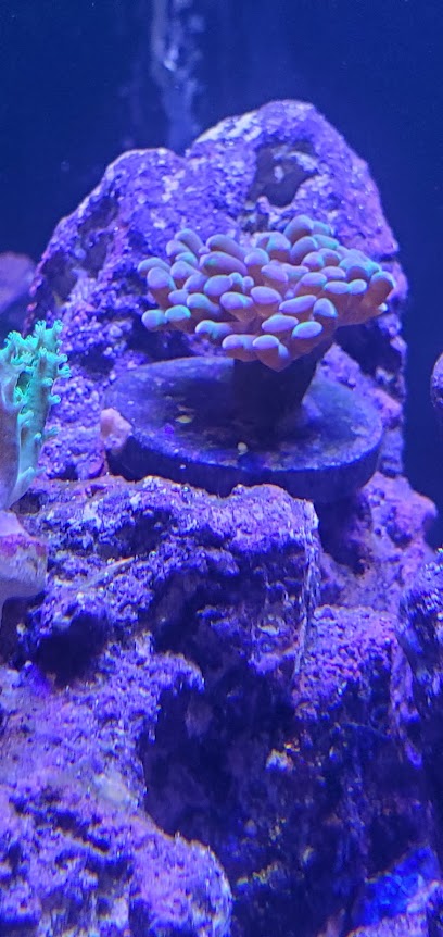 The Suspicious Fish Coral