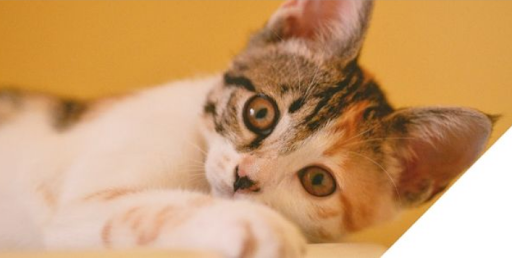 Pet Supply Store «EarthWise Pet Supply», reviews and photos, 6668 Thomasville Rd, Tallahassee, FL 32312, USA