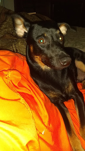 Pet Supply Store «Petco Animal Supplies», reviews and photos, 1065 Kennedy Rd, Windsor, CT 06095, USA