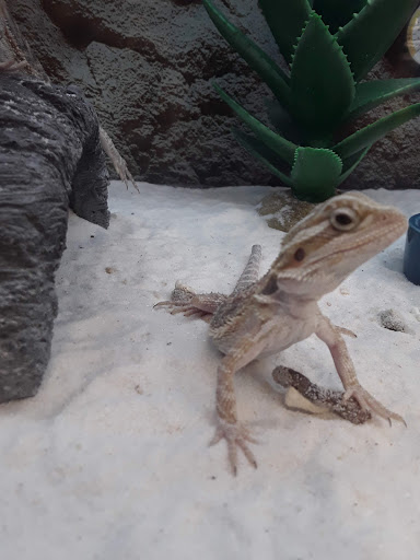 Pet Supply Store «Petco Animal Supplies», reviews and photos, 12801 Chenal Pkwy, Little Rock, AR 72211, USA