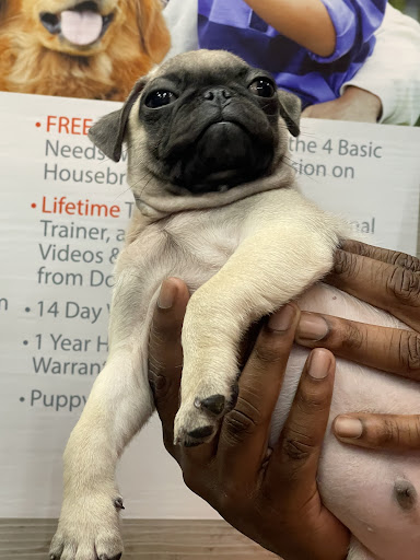 Pet Supply Store «Petland Dallas», reviews and photos, 11909 Preston Rd, Dallas, TX 75230, USA