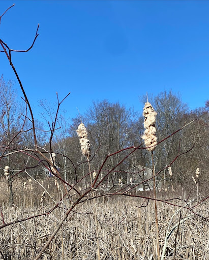 Nature Preserve «The Celery Farm», reviews and photos, Franklin Turnpike, Allendale, NJ 07401, USA
