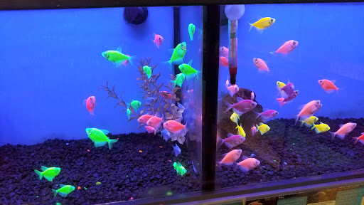 Pet Supply Store «Petco Animal Supplies», reviews and photos, 4908 Kingston Pike, Knoxville, TN 37919, USA