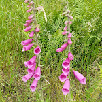 Photo n°3 de l'avis de John.o fait le 10/06/2019 à 12:45 sur le  Burg Landshut à Bernkastel-Kues