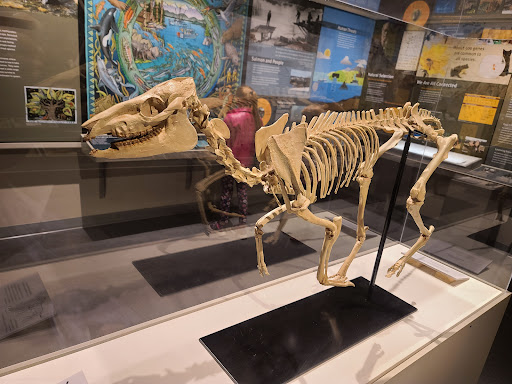 Museum «Museum of Natural and Cultural History», reviews and photos, 1680 E 15th Ave, Eugene, OR 97401, USA