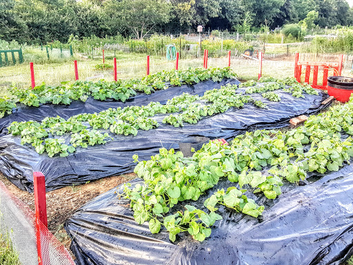 Community garden Denton