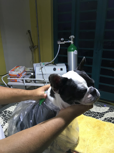 Consultório Veterinário Bom Pra Cachorro / Banho & Tosa
