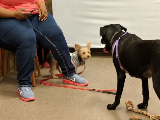 Pet Supply Store «PetSmart», reviews and photos, 4400 Fort Jackson Blvd #300, Columbia, SC 29209, USA