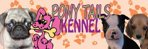 Pony Tails Dog Kennel