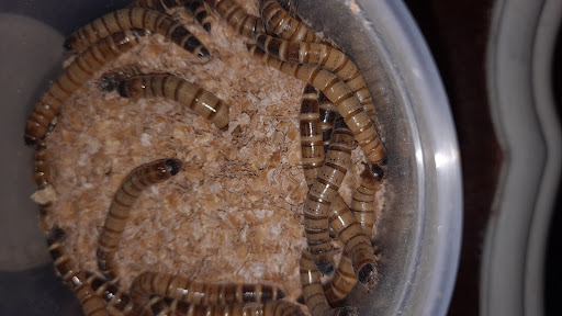 Pet Supply Store «Petco Animal Supplies», reviews and photos, 6418 S Staples St b, Corpus Christi, TX 78413, USA