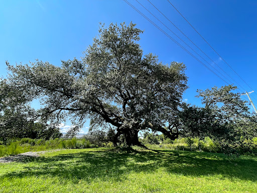 Virginia's 5th Largest Live Oak Tree