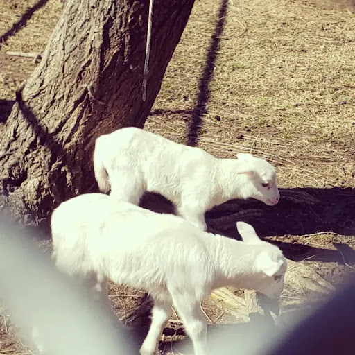 Zoo «Tupelo Buffalo Park & Zoo», reviews and photos, 2272 Coley Rd, Tupelo, MS 38801, USA