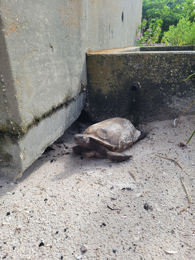 Boat Tour Agency «Dolphin Snorkeling Cruise», reviews and photos, 4630 29th Ave S, Gulfport, FL 33711, USA