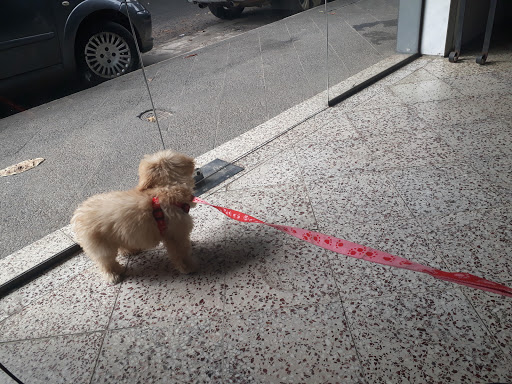 Clinicas perros Asunción