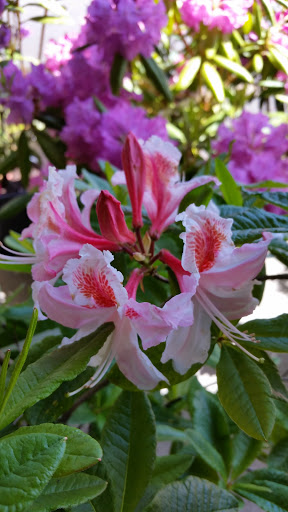 Event Venue «Florence Events Center», reviews and photos, 715 Quince St, Florence, OR 97439, USA