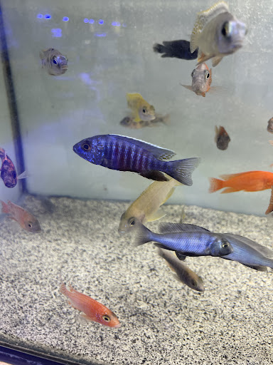 Tropical Fish Store «C K Fish World», reviews and photos, 410 N Azusa Ave, West Covina, CA 91791, USA