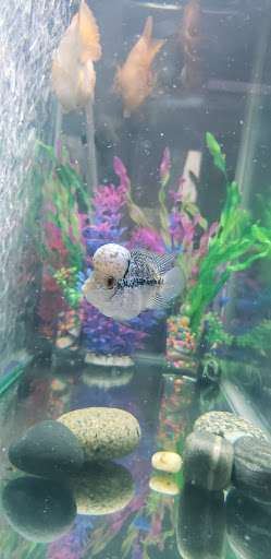 Pet Supply Store «Petco Animal Supplies», reviews and photos, 103 Commerce Way a, Woburn, MA 01801, USA