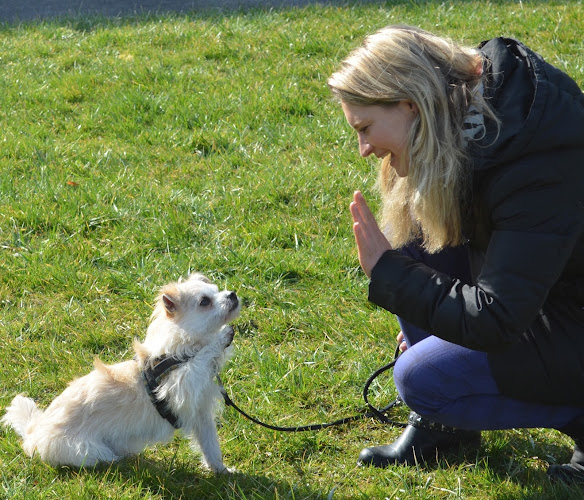 Hundeschule Animalcoach Zürich - Hundeschule