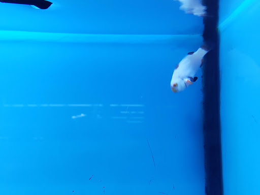 Pet Supply Store «Petco Animal Supplies», reviews and photos, 21348 Kuykendahl Rd, Spring, TX 77379, USA