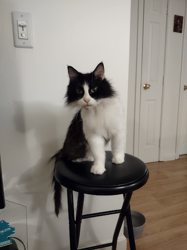 Pet Supply Store «Petco Animal Supplies», reviews and photos, 163 Highland Ave, Needham, MA 02494, USA