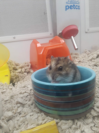 Pet Supply Store «Petco Animal Supplies», reviews and photos, 4820 South Baldwin Road #3B, Orion Township, MI 48359, USA