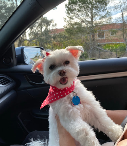 Furry Tails Pet Grooming, 865 Cypress Pkwy, Poinciana, FL 34759, USA, 