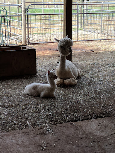 Livestock Breeder «Alpacas at Marquam Hill Ranch», reviews and photos, 35835 OR-213, Molalla, OR 97038, USA