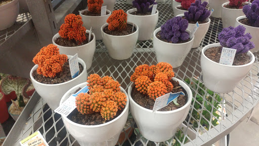 Home Improvement Store «The Home Depot», reviews and photos, 30144 US Hwy 19 N, Clearwater, FL 33761, USA