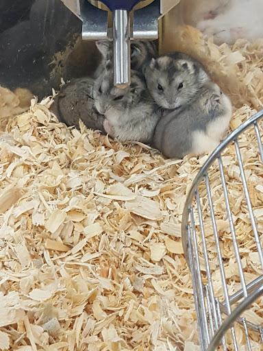 Pet Supply Store «Pet Supermarket», reviews and photos, 800 Sebring Square.., Sebring, FL 33870, USA