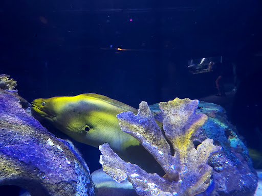 Aquarium «Mote Marine Laboratory & Aquarium», reviews and photos, 1600 Ken Thompson Pkwy, Sarasota, FL 34236, USA