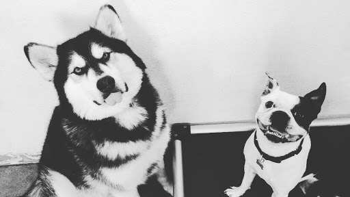 Dog Day Care Center «The Bowhaus Pet Company», reviews and photos, 2472 E Colorado Blvd, Pasadena, CA 91107, USA