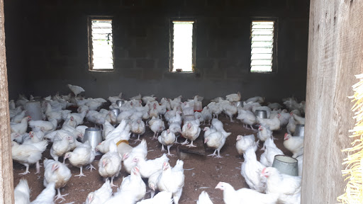 Muzan Poultry, Nigeria, Real Estate Agency, state Kogi