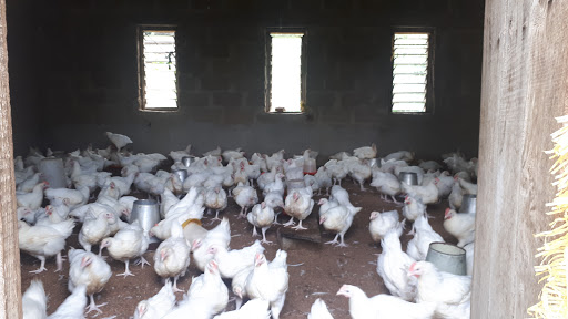 Muzan Poultry, Nigeria, Restaurant, state Kogi