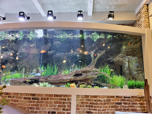 Tropical Fish Store «Fish Gallery», reviews and photos, 2909 Fountain View Dr, Houston, TX 77057, USA