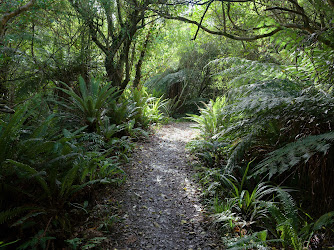 Dunedin Skyline Walk - Cloud Forests of Leith