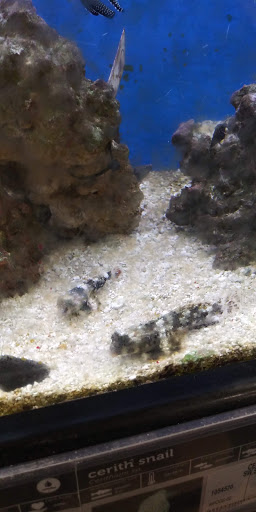 Pet Supply Store «Petco Animal Supplies», reviews and photos, 1207 S Caraway Rd, Jonesboro, AR 72401, USA