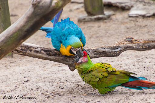 Zoo «ZooWorld Zoological and Botanical Conservatory», reviews and photos, 9008 Front Beach Rd, Panama City Beach, FL 32407, USA