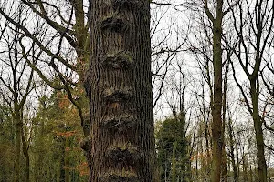 L'Arbre Échelle image