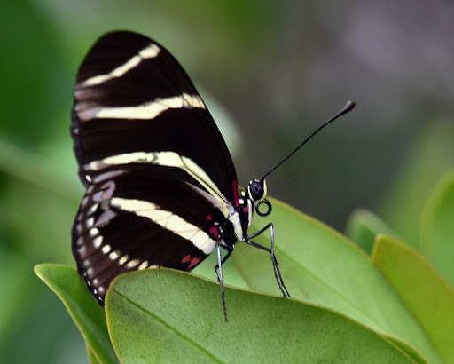 Nature Preserve «Chapel Trail Nature Preserve», reviews and photos, 19800 Sheridan St, Fort Lauderdale, FL 33332, USA