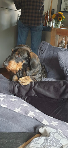 Hundesalon Fusselbude unter Althütte, 