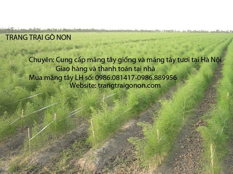 Cửa hàng măng tây xanh