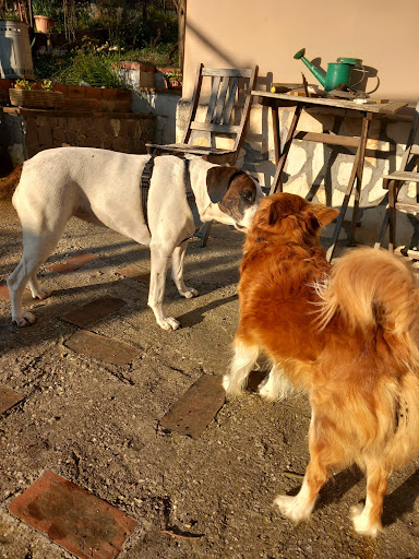 Pensioni per cani e dog hotel a Pet Holiday