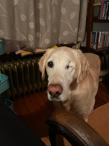 Pet Supply Store «Perk Valley Pet Eatery», reviews and photos, 130 W Main St #102-104, Trappe, PA 19426, USA