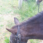 Photo n° 1 de l'avis de Aurélie.J fait le 08/05/2023 à 15:12 pour les Chevaux du Verdon à Artignosc-sur-Verdon