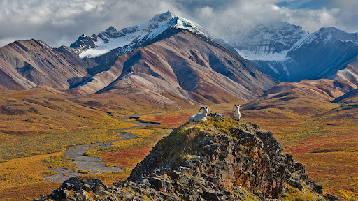 National Park «Denali National Park and Preserve», reviews and photos